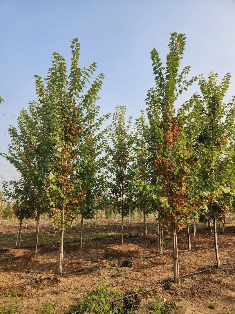 Rows of young trees with green and orange leaves in a dry field under a blue sky