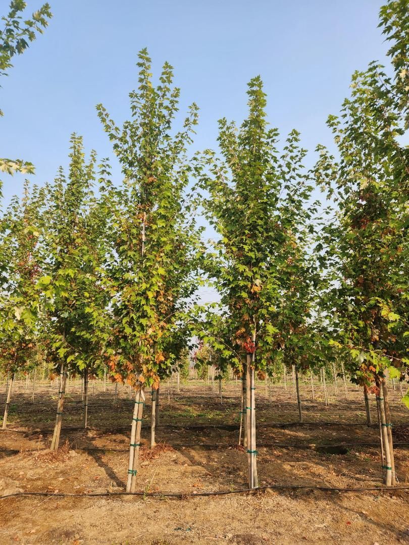 Young trees in rows in an orchard, with green and yellow leaves under a clear blue sky.