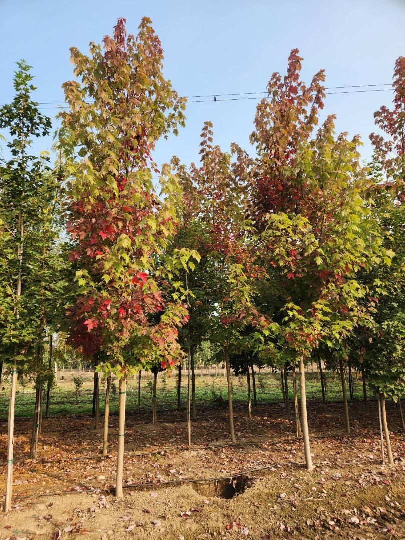Young trees with red and green leaves planted in rows under a clear blue sky.