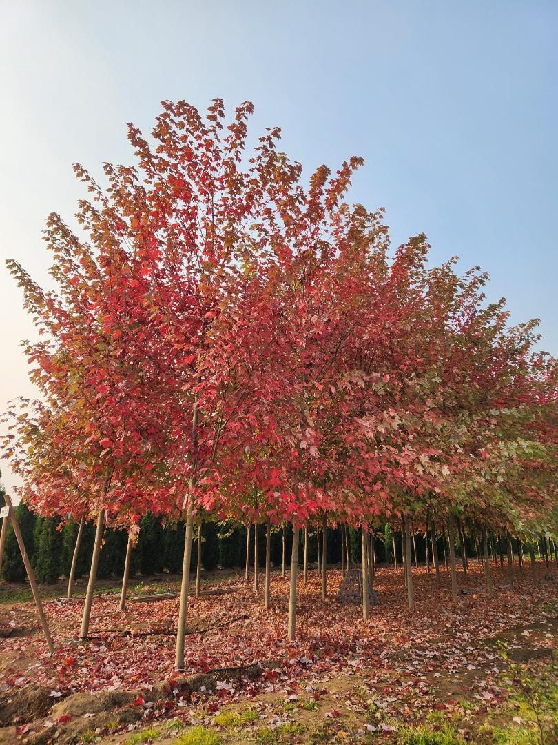 Rows of young red-leaved trees in a nursery under a clear sky
