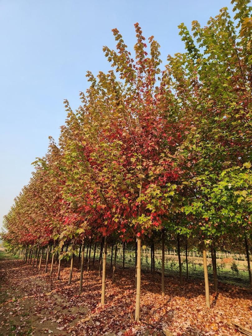 Rows of young trees with red and green leaves in an orchard under a clear blue sky
