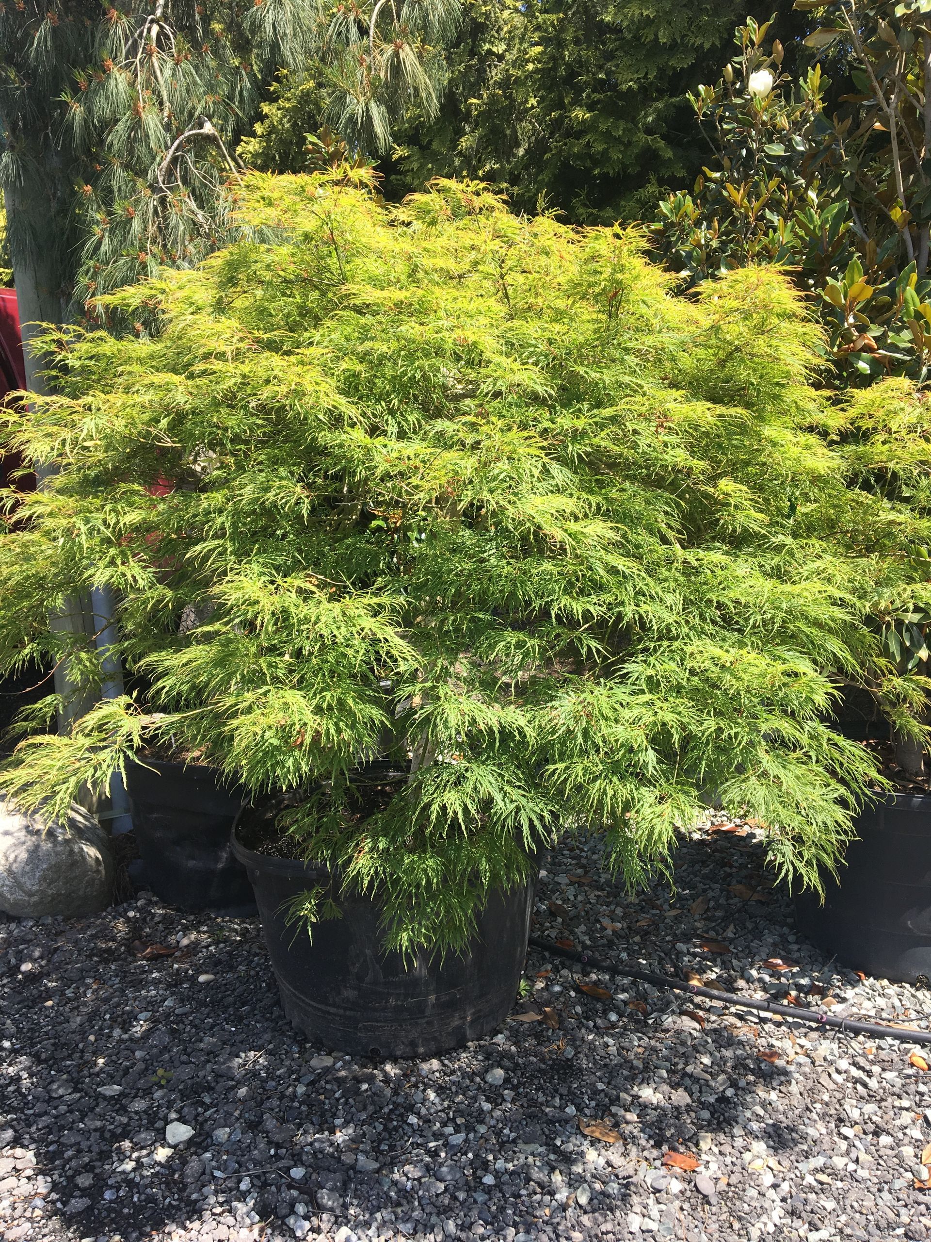 Potted green shrub with dense foliage in a garden center, surrounded by gravel and other plants