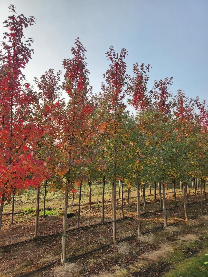 Row of young trees with red autumn leaves in a field under a clear sky