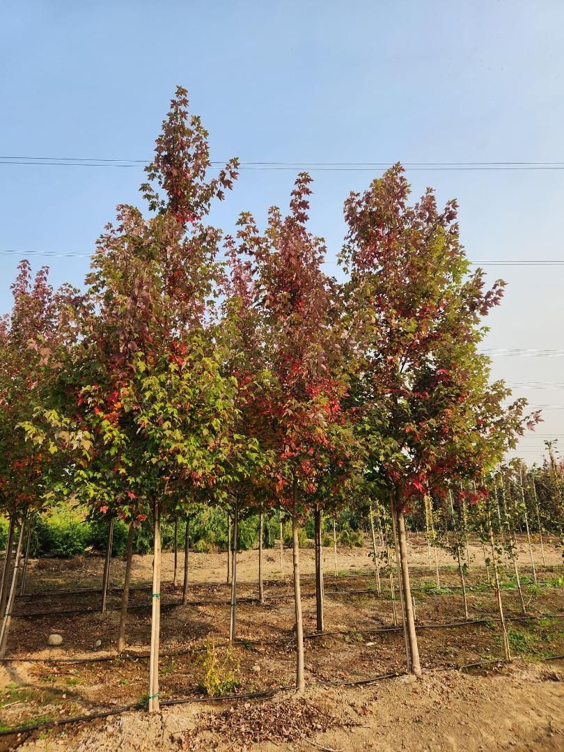 Young trees with red-green leaves in a nursery field under a clear sky.