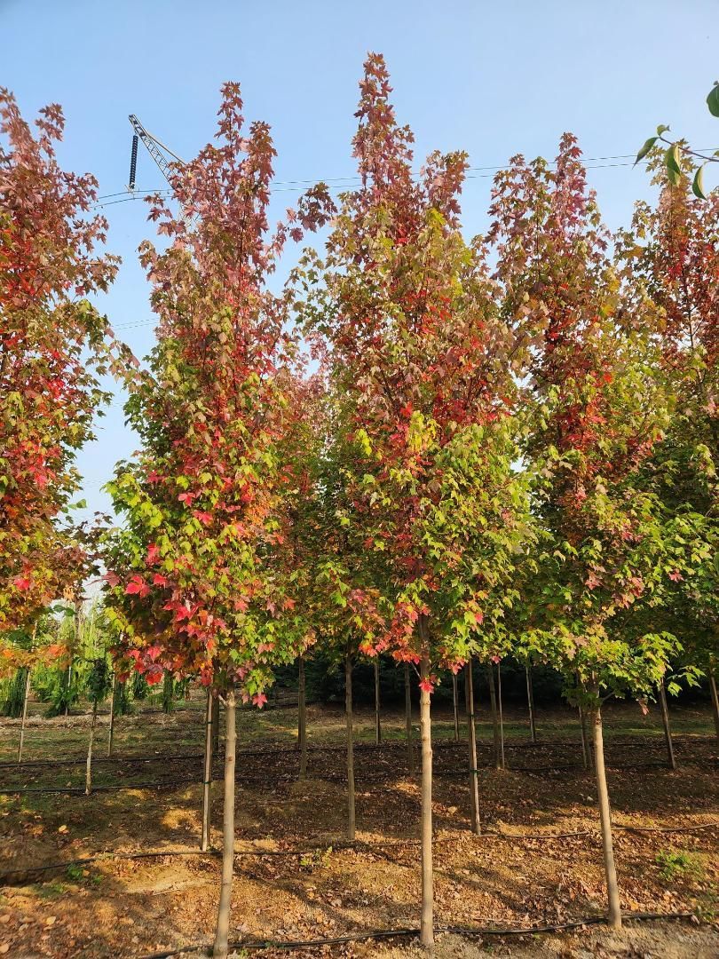 Rows of young trees with red and green leaves in a sunny orchard nursery
