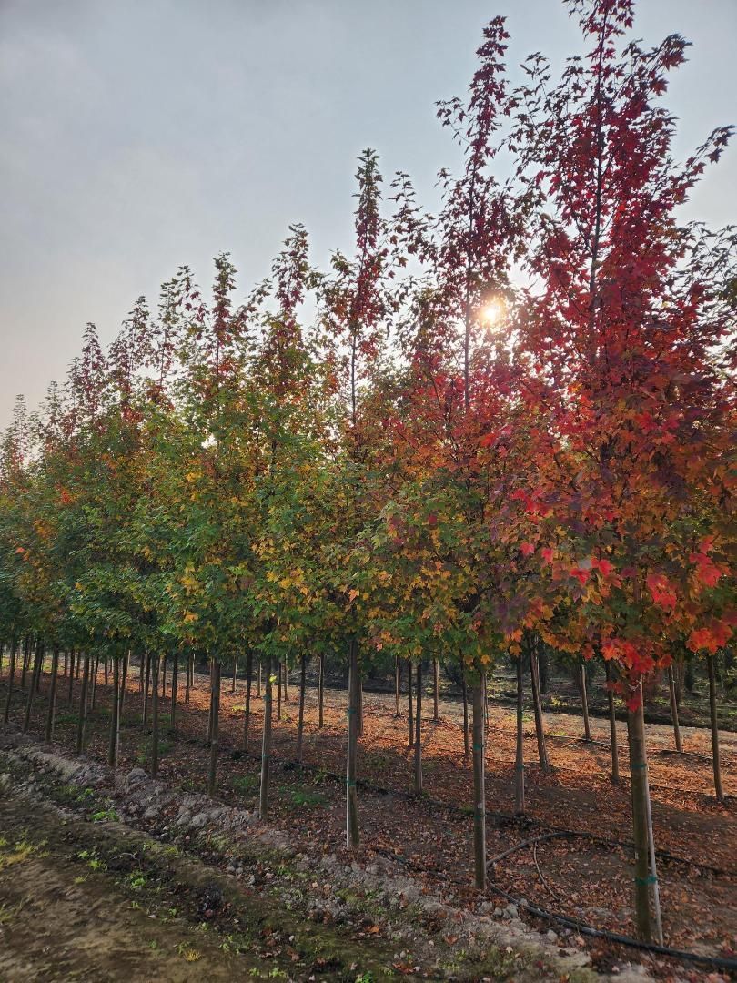Rows of young trees with red and green leaves in a field at sunset
