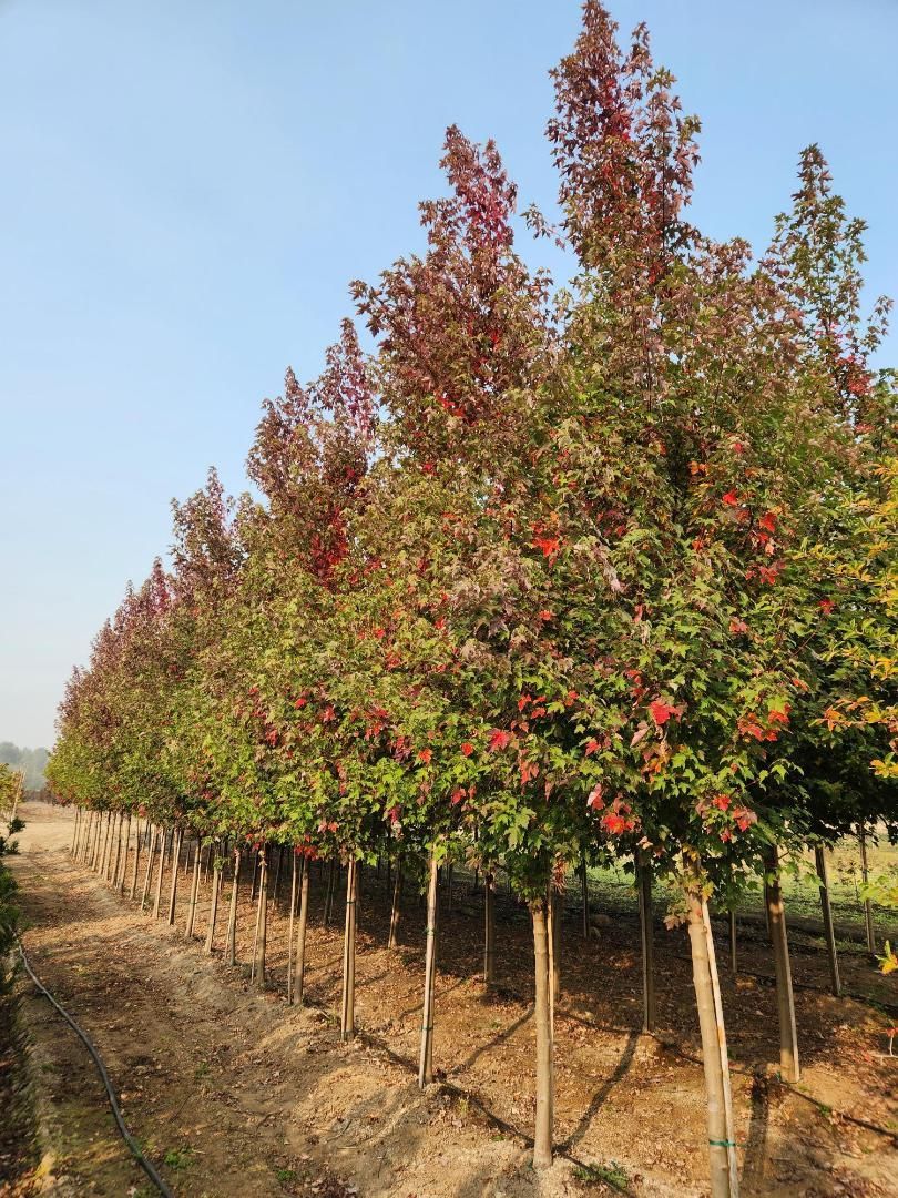 Rows of young fruit trees with red leaves in an orchard under a clear blue sky