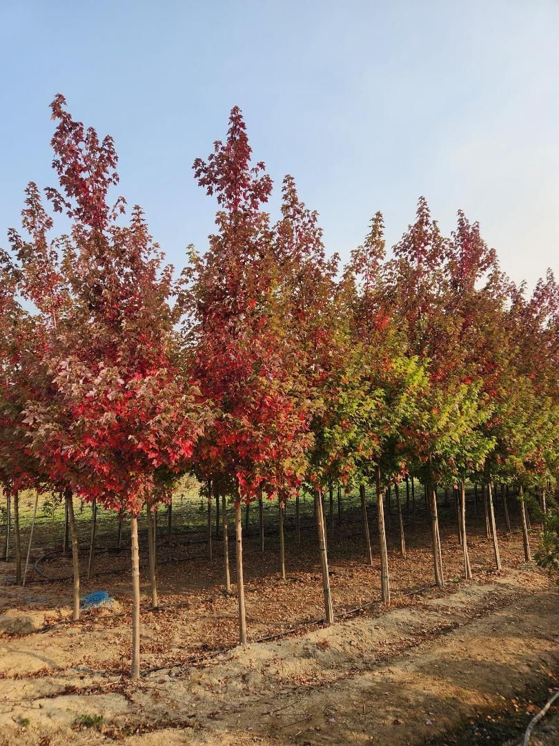 Rows of young red and green trees in a nursery under a clear sky
