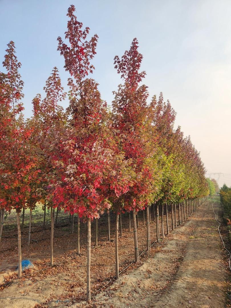 Rows of young trees with red and green leaves in a nursery beside a dirt path.