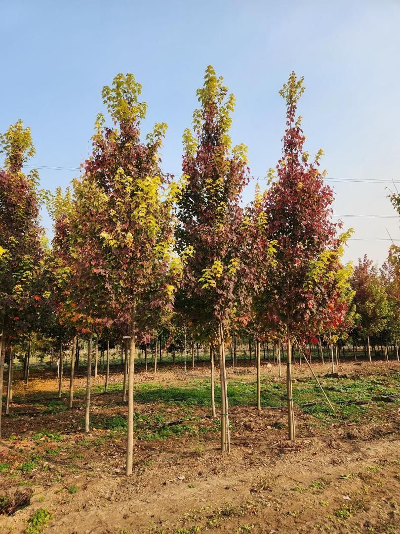 Rows of young trees with red and green leaves in a sunny orchard or nursery.