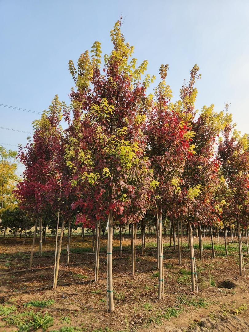 Rows of young trees with red and yellow leaves in a sunny orchard or nursery