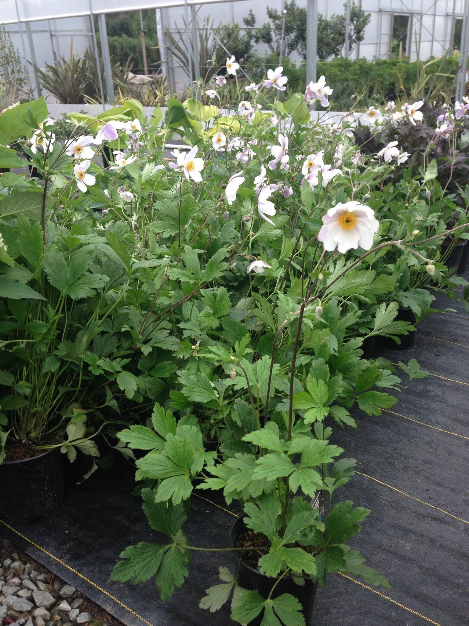 White flowers blooming in a garden bed with green foliage and a greenhouse in the background