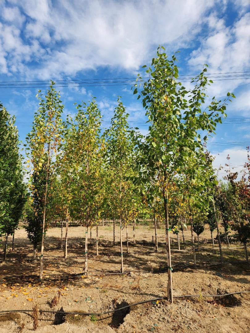 Rows of young trees in a dry field under a blue sky with clouds