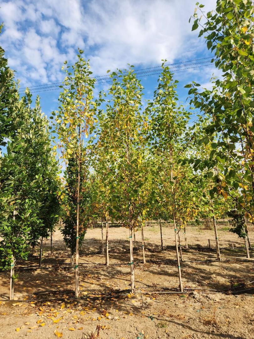 Row of young green trees in a dry orchard under a partly cloudy blue sky
