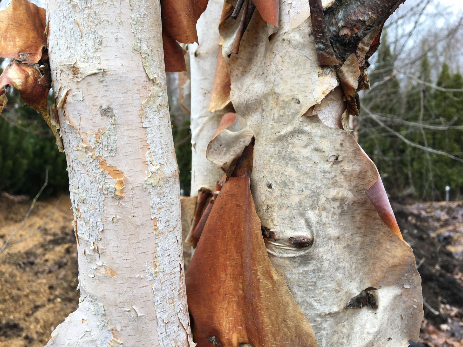 Close-up of peeling birch bark with white, tan, and orange layers on tree trunks