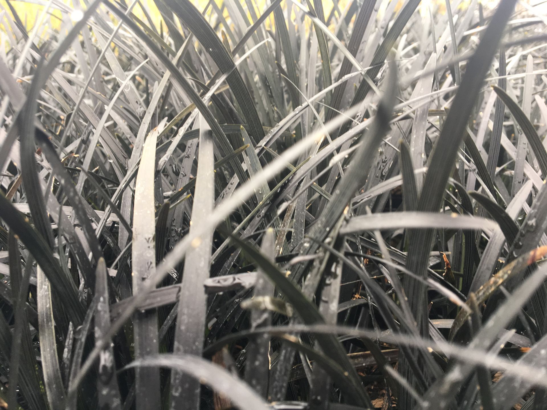 Close-up of dense gray-green grass blades overlapping in a natural setting