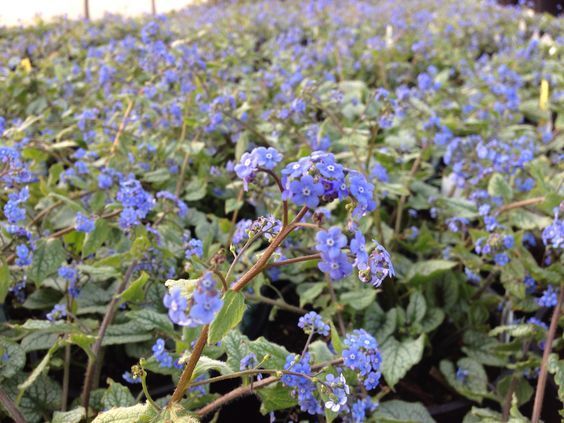 Field of small blue flowers with green leaves filling the frame