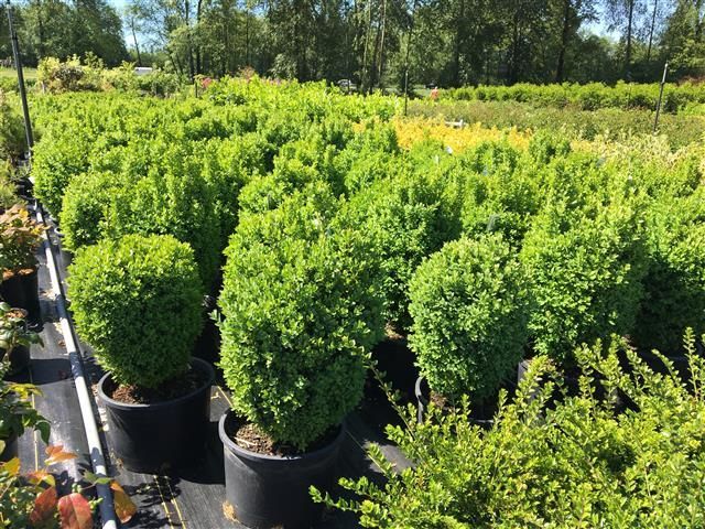 Rows of potted green shrubs in a sunny nursery field