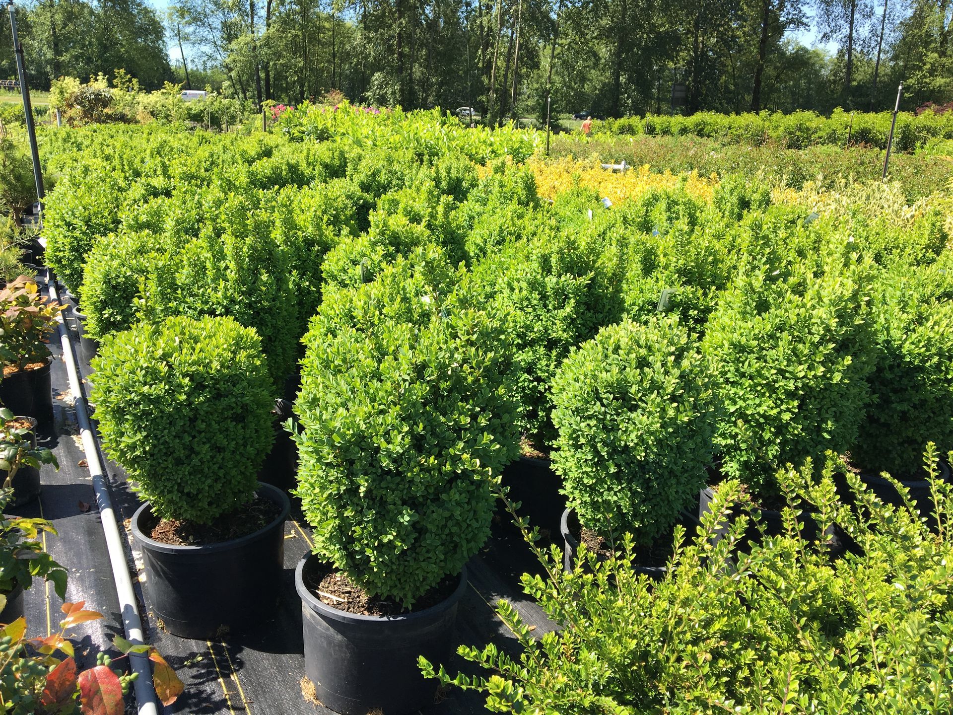 Rows of potted green shrubs in a sunny outdoor nursery, with trees in the background