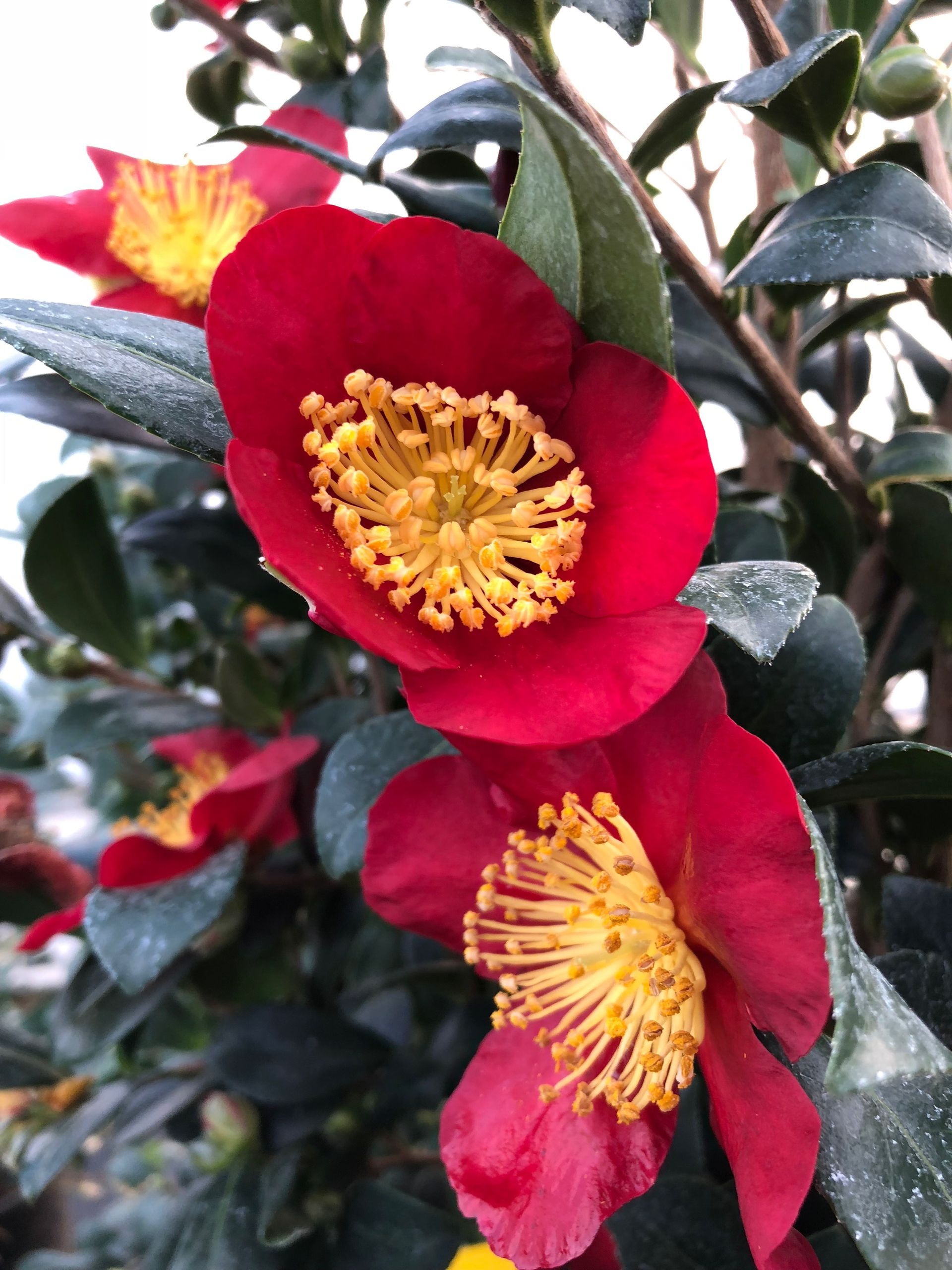 Red camellia blossoms with yellow centers among dark green leaves