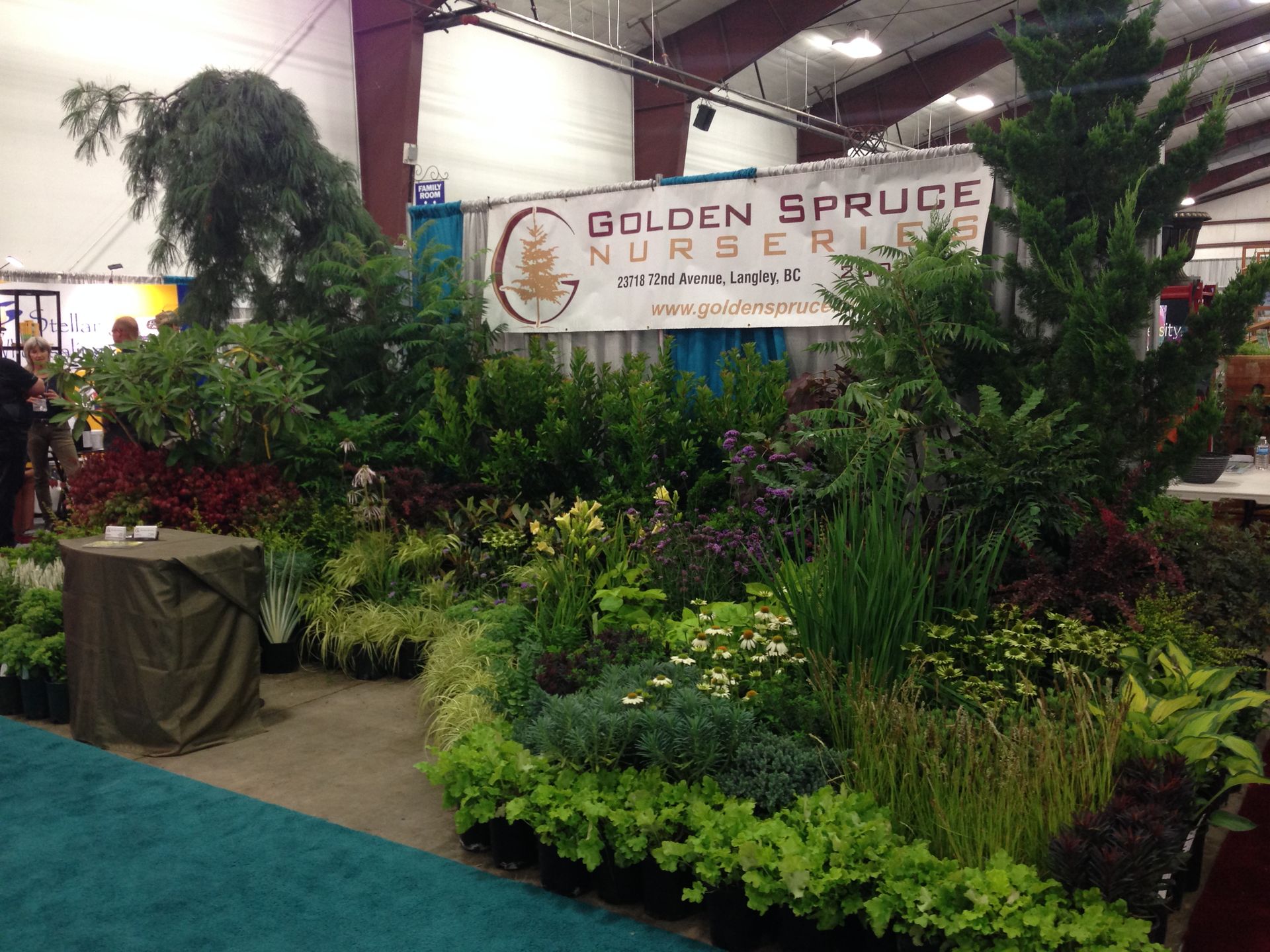 Indoor nursery display with lush green plants and a “Golden Spruce Nursery” sign.