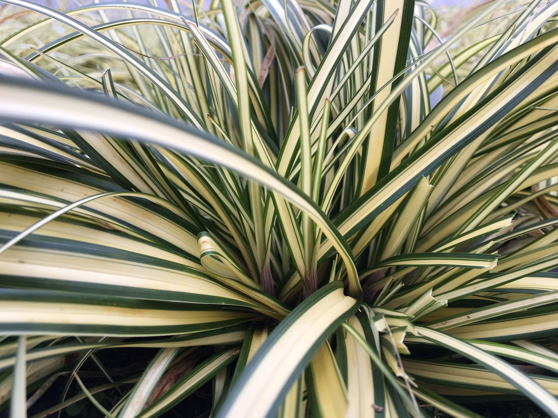 Variegated spiky green-and-cream plant leaves in a close-up view