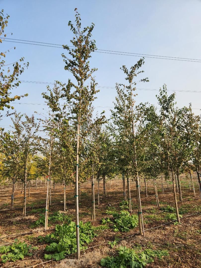 Young trees planted in rows in a dry orchard under a clear sky
