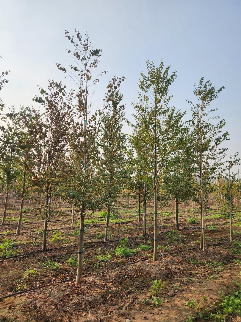 Young trees in a sunlit plantation with dry soil and sparse undergrowth