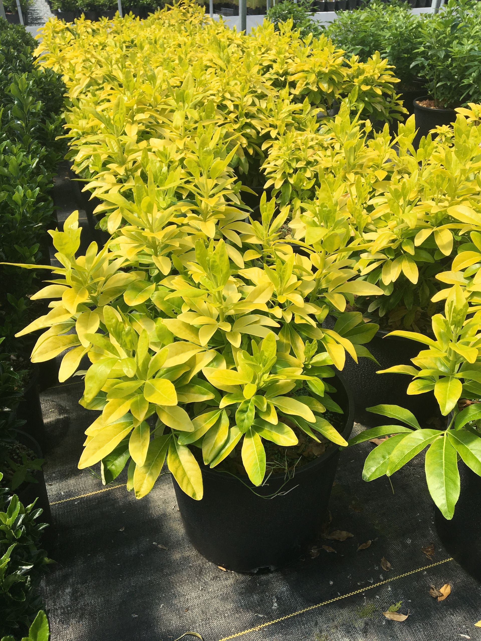Potted yellow-green shrubs arranged outdoors in a plant nursery