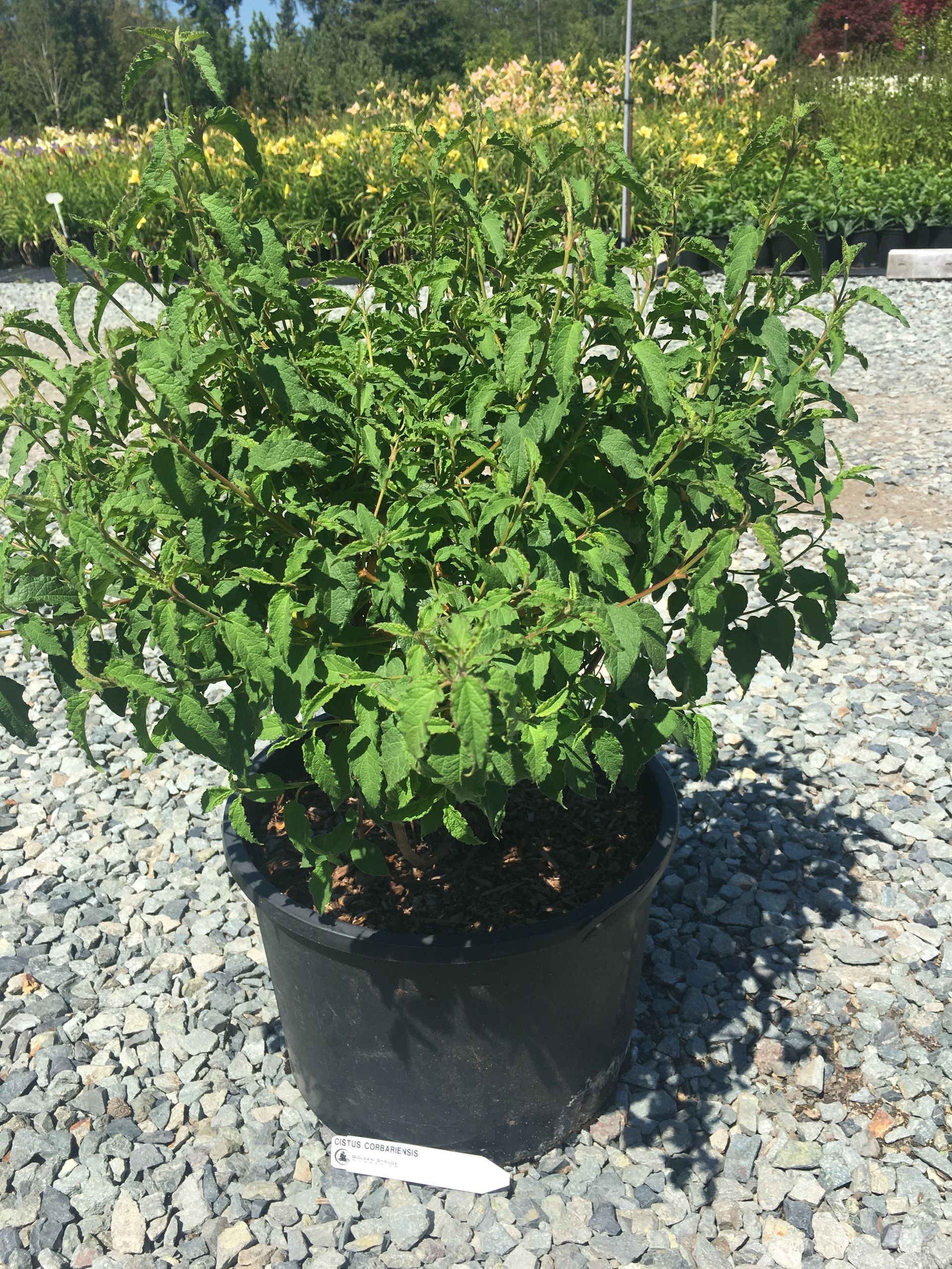 Potted green shrub with yellow flowers in a black nursery container outdoors on gravel