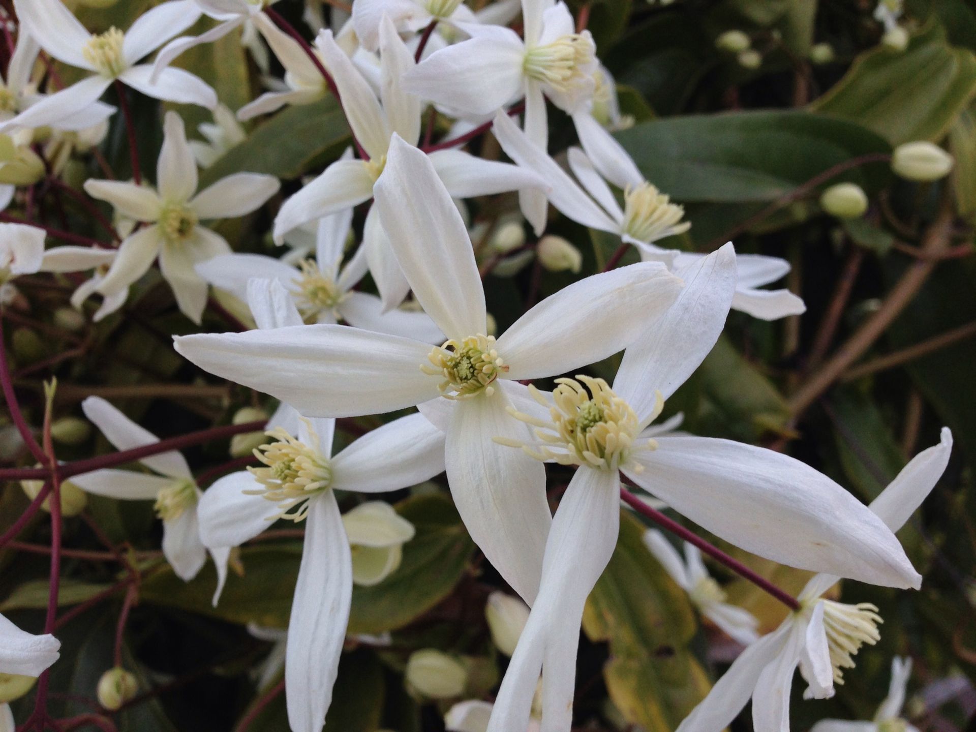 White star-shaped flowers with yellow centers and green leaves clustered together