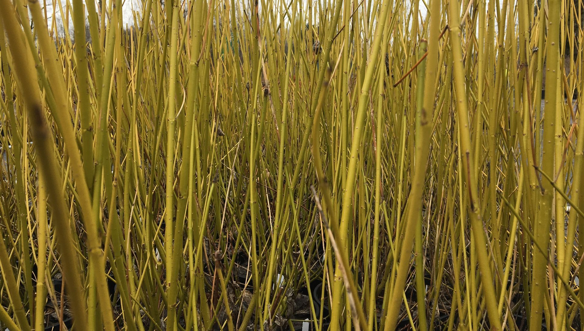 Tall yellow-green reeds filling the frame in a dense marshy field
