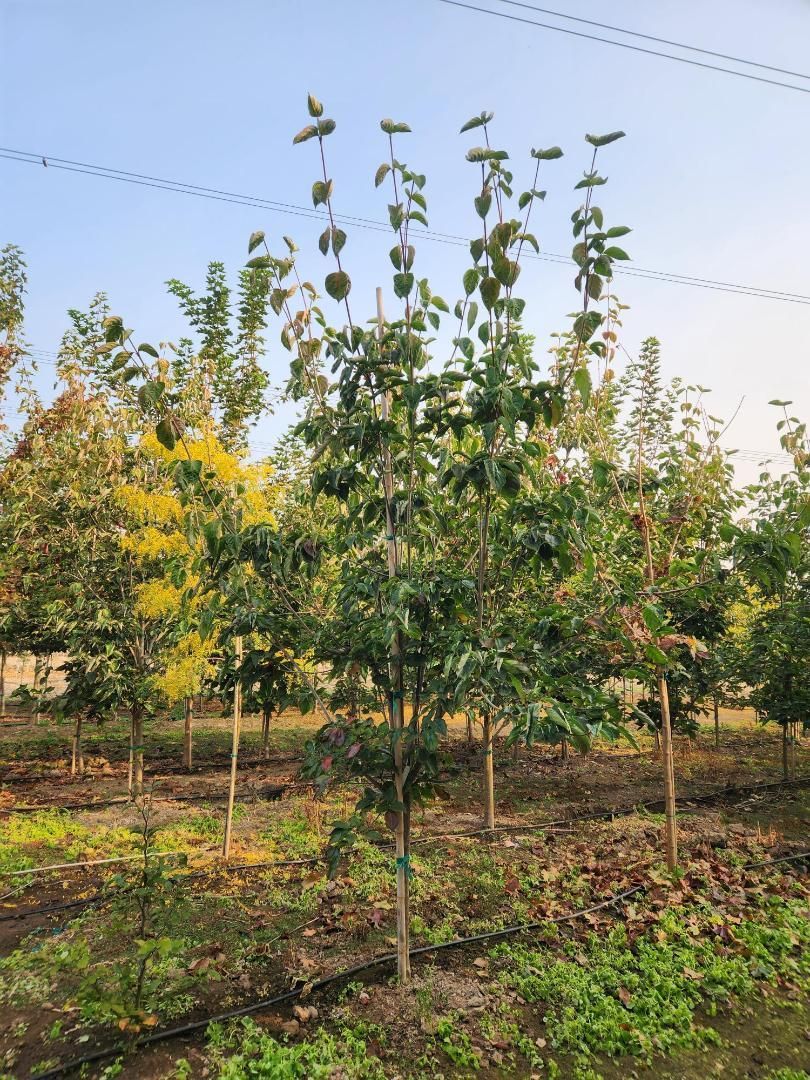 Rows of young trees in a sunlit orchard or nursery with green and yellow foliage