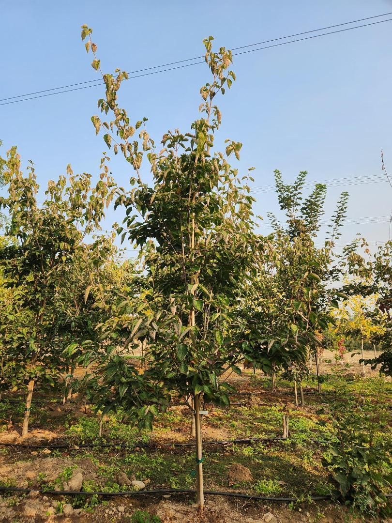 Young tree in a sunny orchard under a clear blue sky, with rows of plants in the background