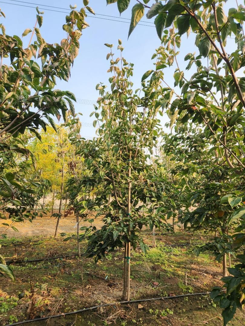 Young orchard trees in a sunlit field with irrigation lines and dry grass under a clear sky