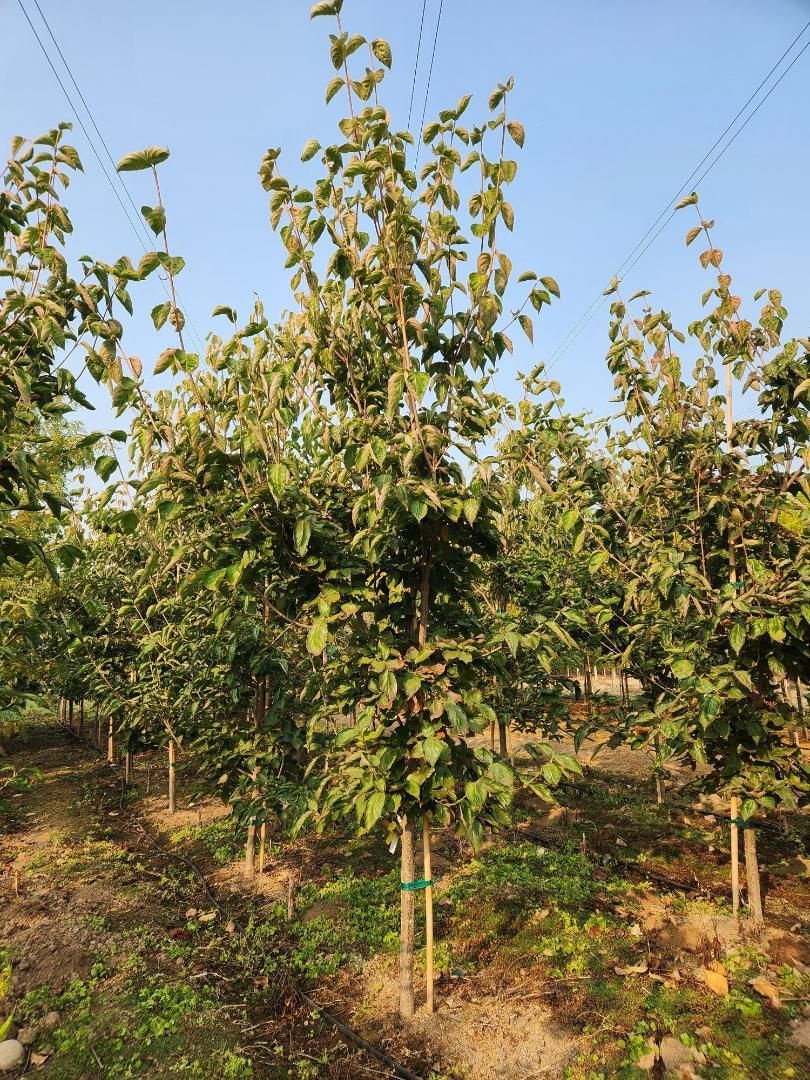Row of young orchard trees with green leaves under a clear blue sky
