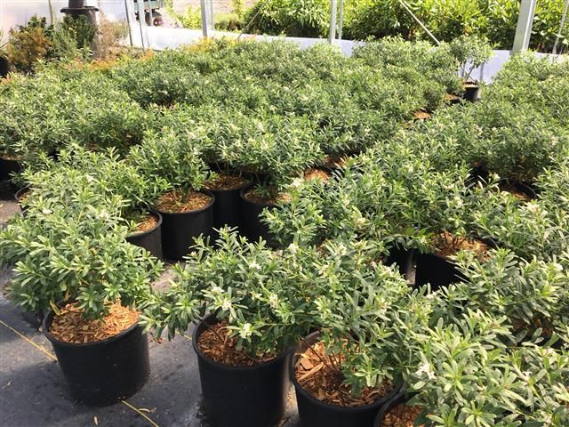 Rows of potted green shrubs in a nursery or garden center outdoors