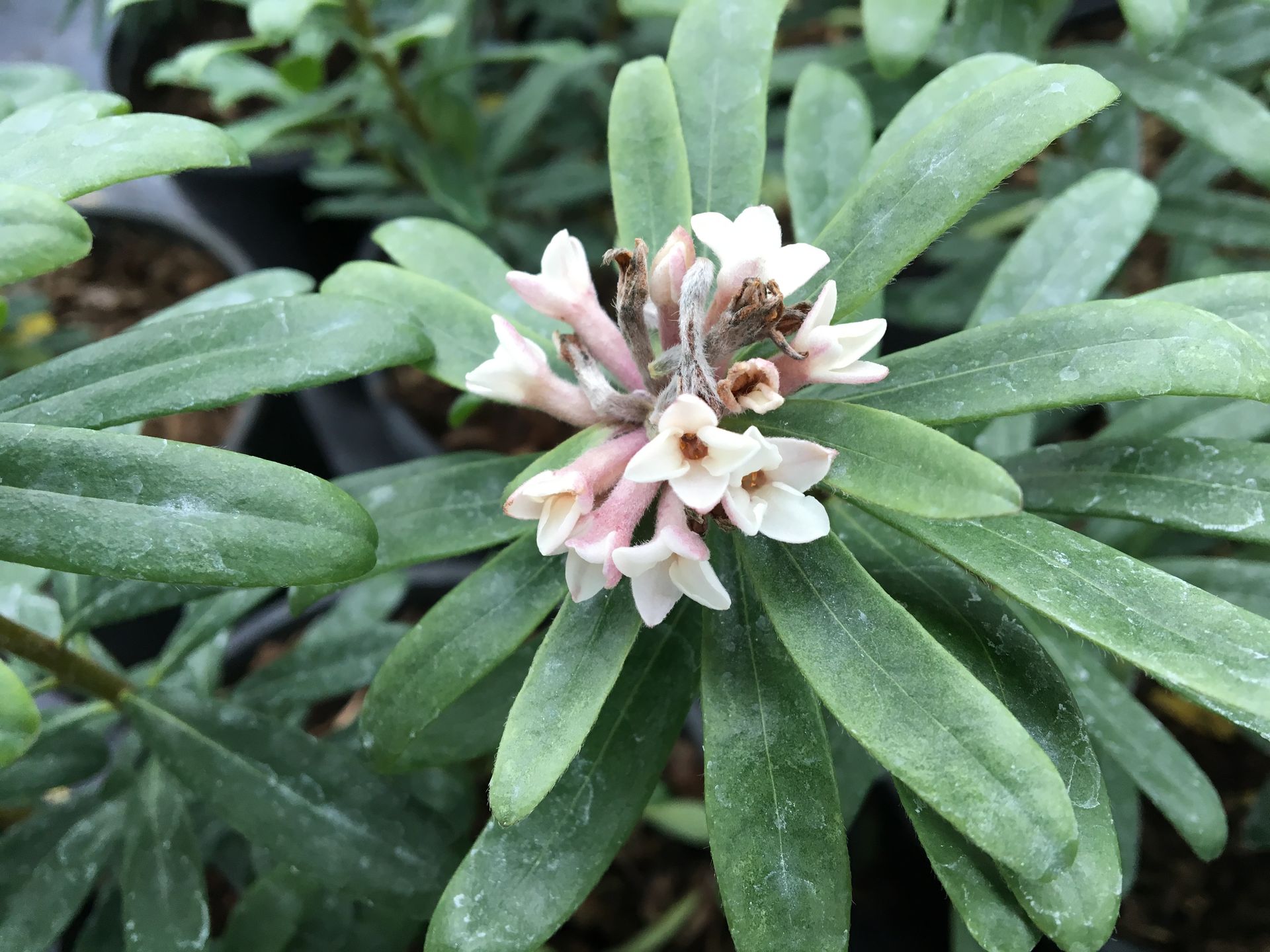 Close-up of a small pale pink flower cluster among long green leaves