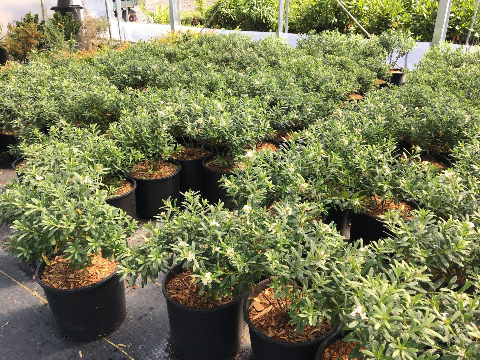 Rows of potted green shrubs in a nursery or garden center, with black containers on pavement.