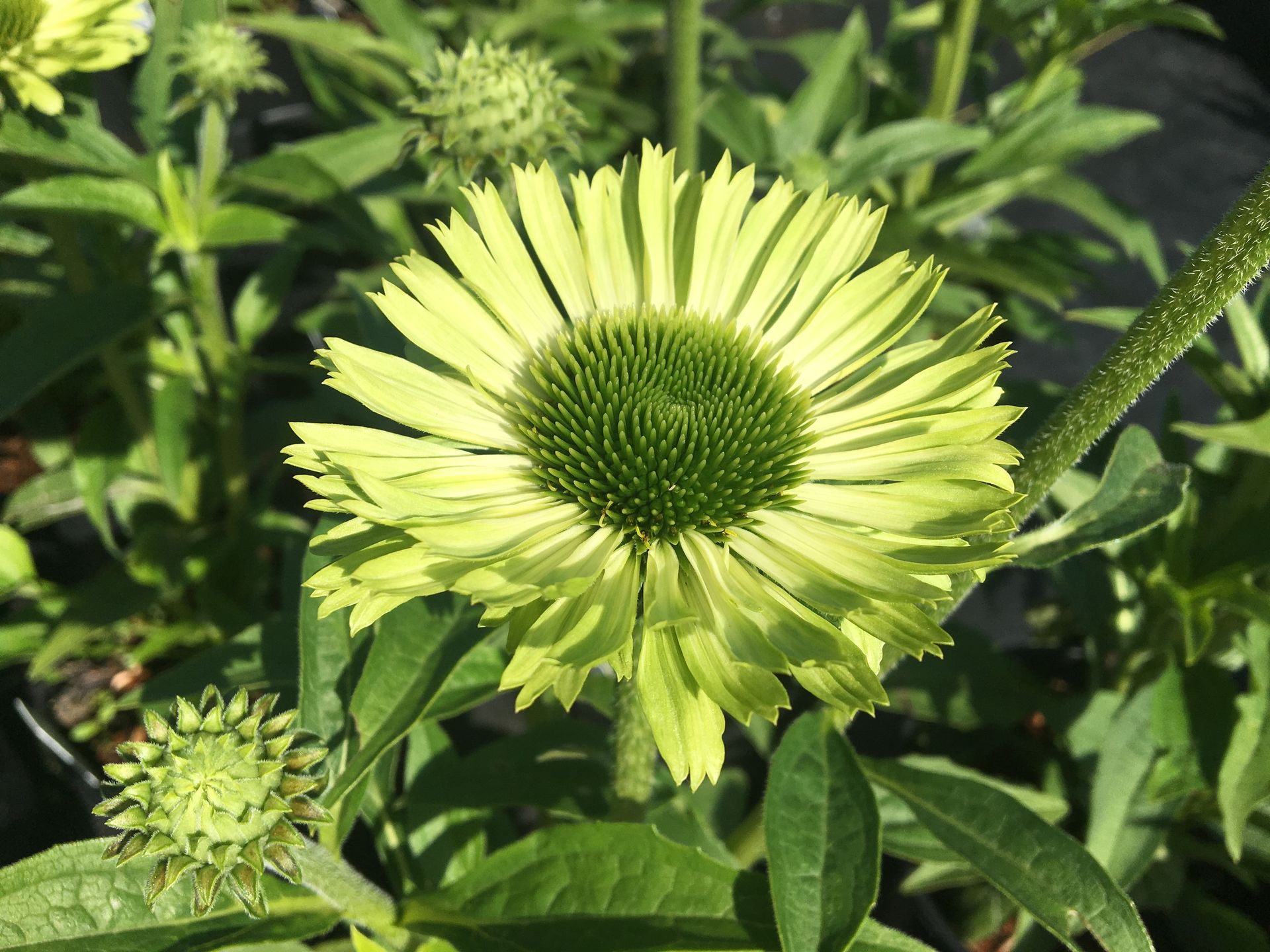 Yellow-green daisy flower in bloom with a round green center among leafy stems