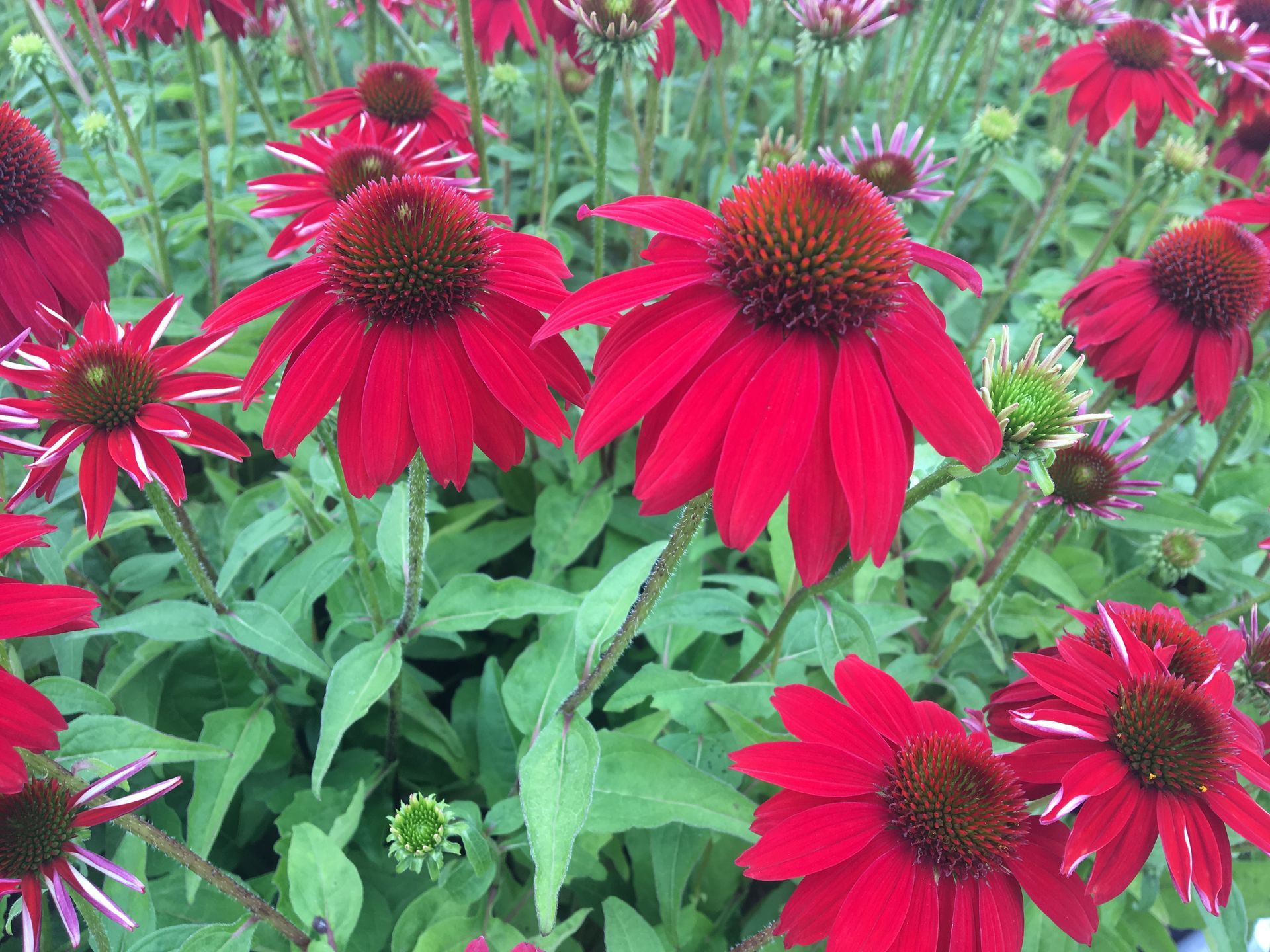 Cluster of bright red coneflowers blooming среди green leaves in a garden