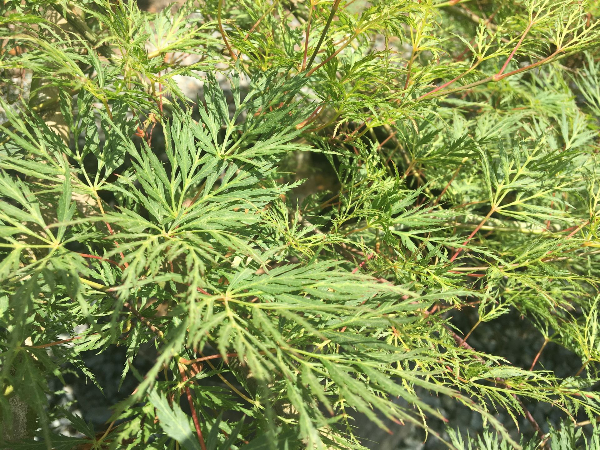 Dense green fern-like foliage in bright sunlight with fine, feathery leaves