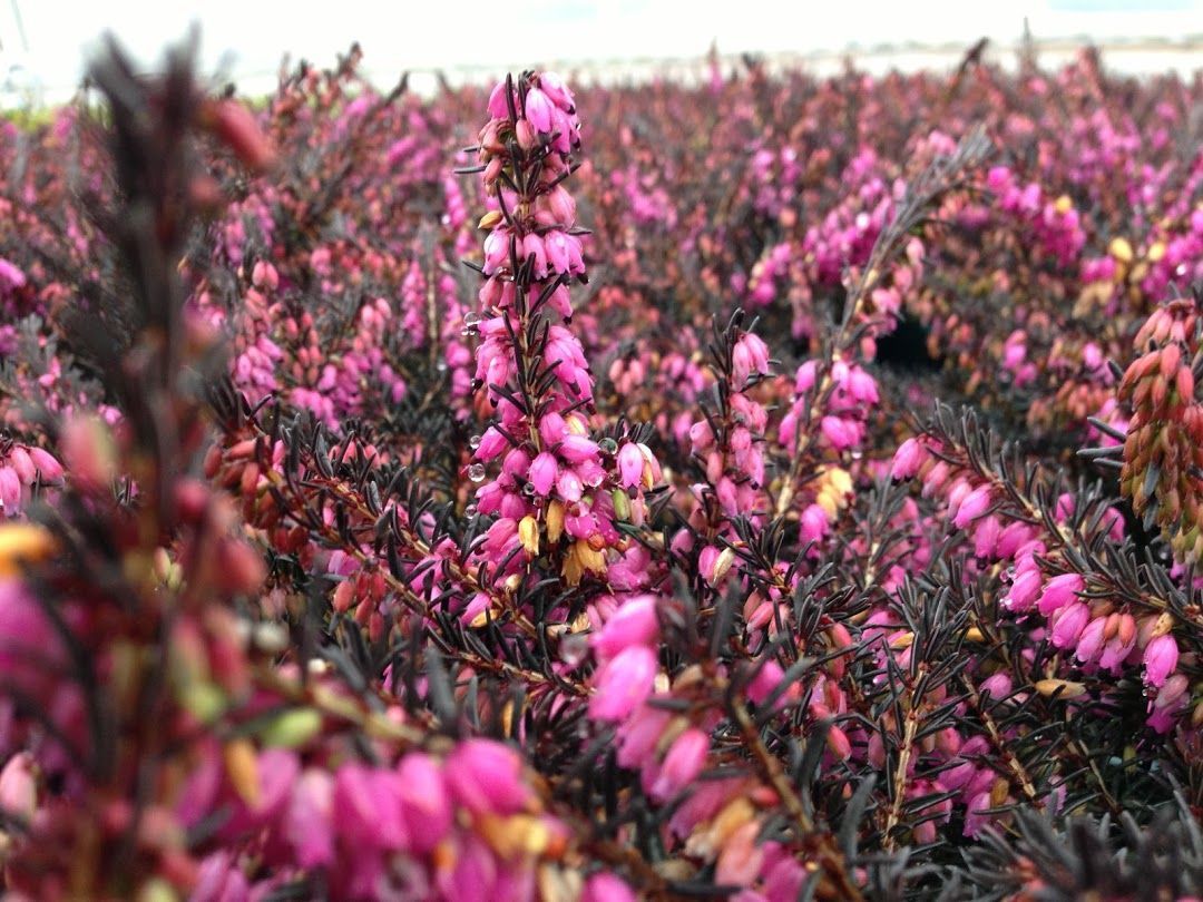 Pink wildflowers blooming in a field, with rows of blossoms under a soft sky