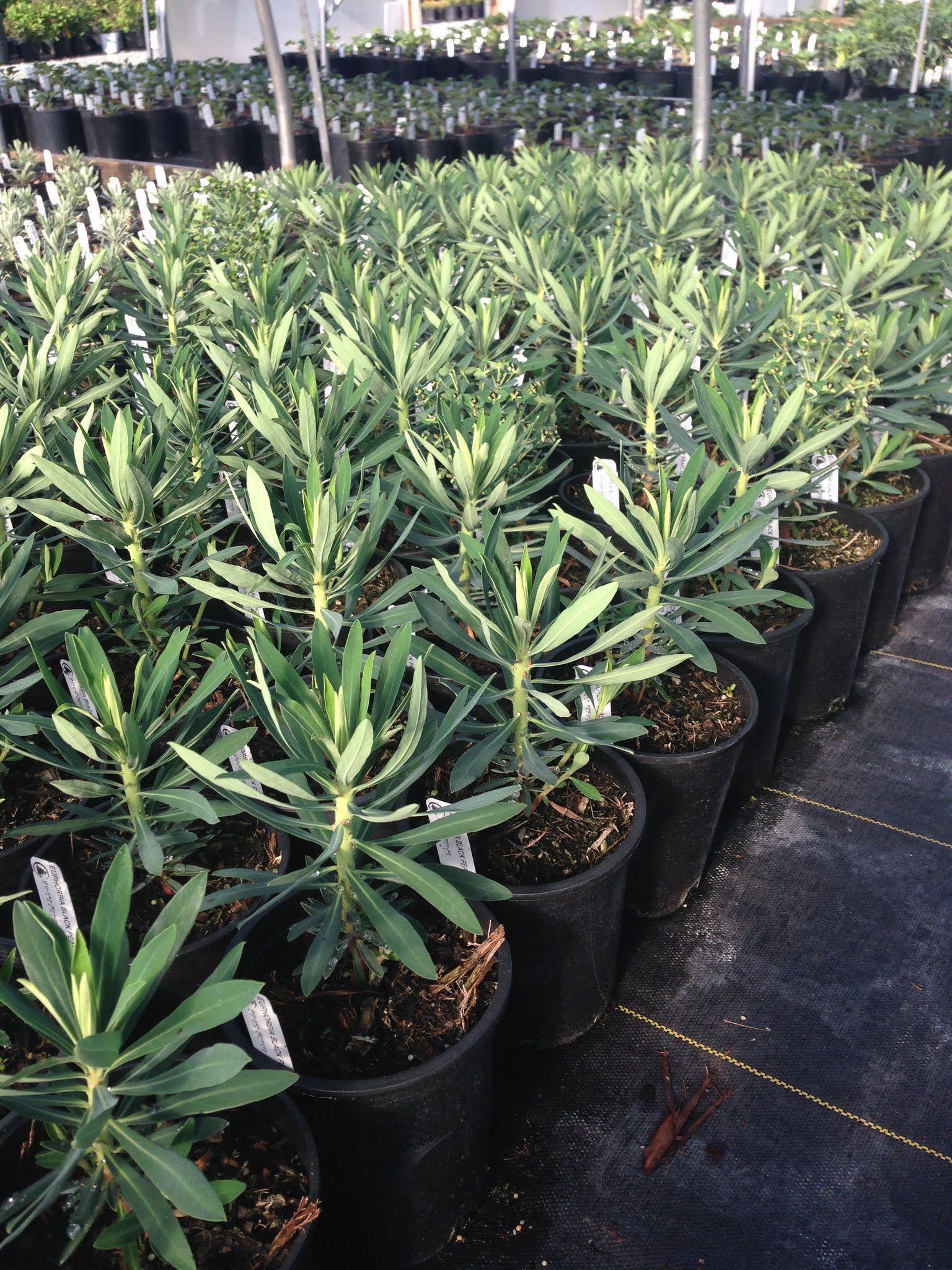Rows of potted green seedlings in a plant nursery, arranged on a black tarp.