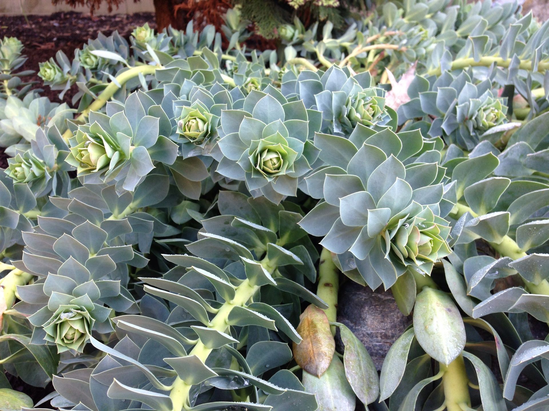Close-up of dense green succulent rosettes with spiky leaves and pale buds or seed pods