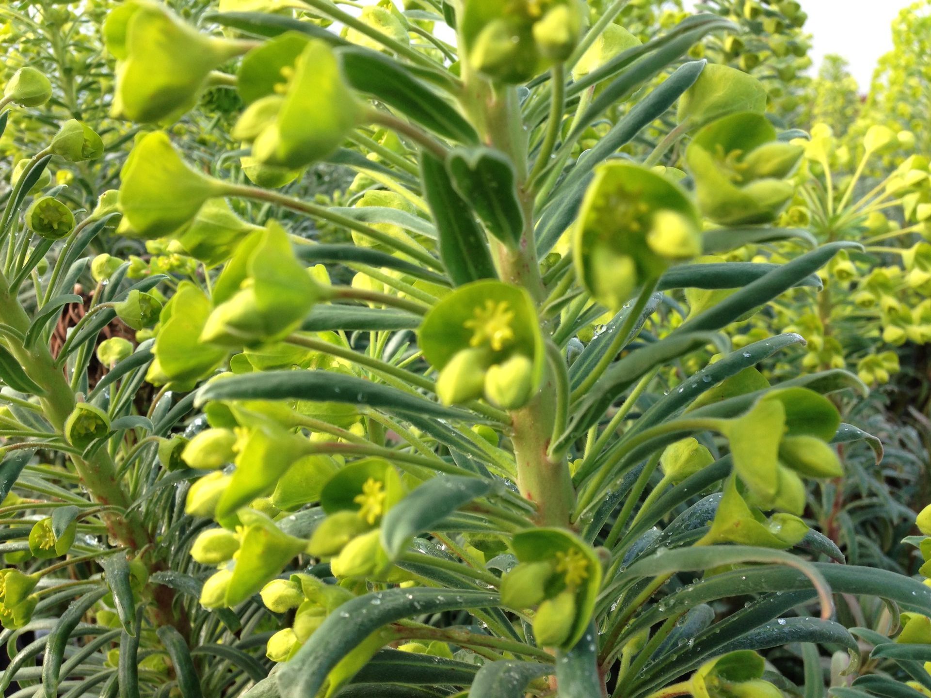 Close-up of yellow-green flowers blooming on dense green garden plants