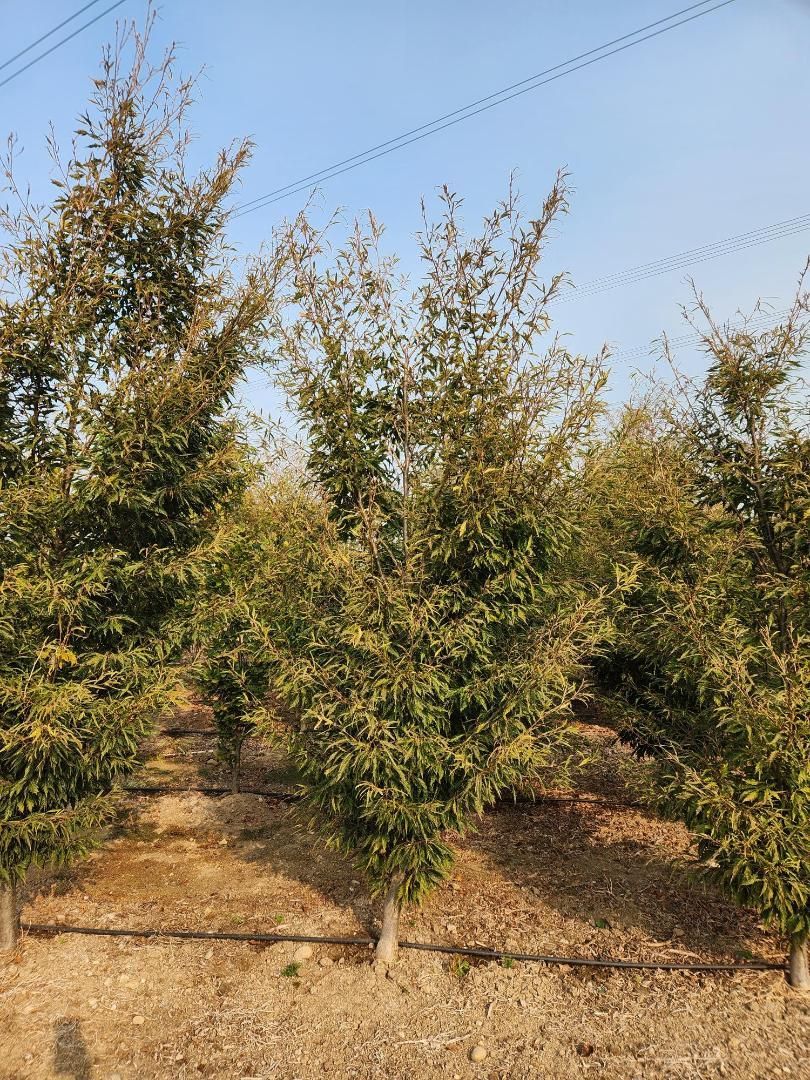 Rows of small green trees growing in a dry orchard under a clear blue sky