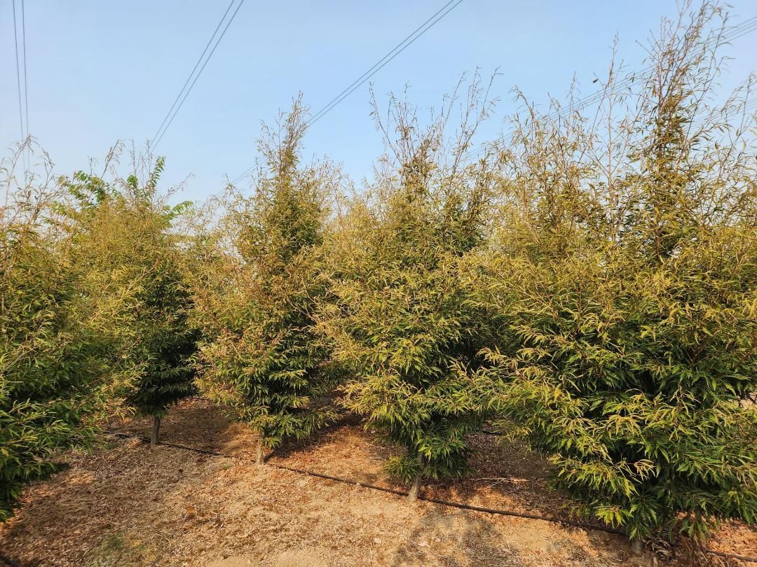 Dense shrubs and small trees in a dry field under a clear blue sky