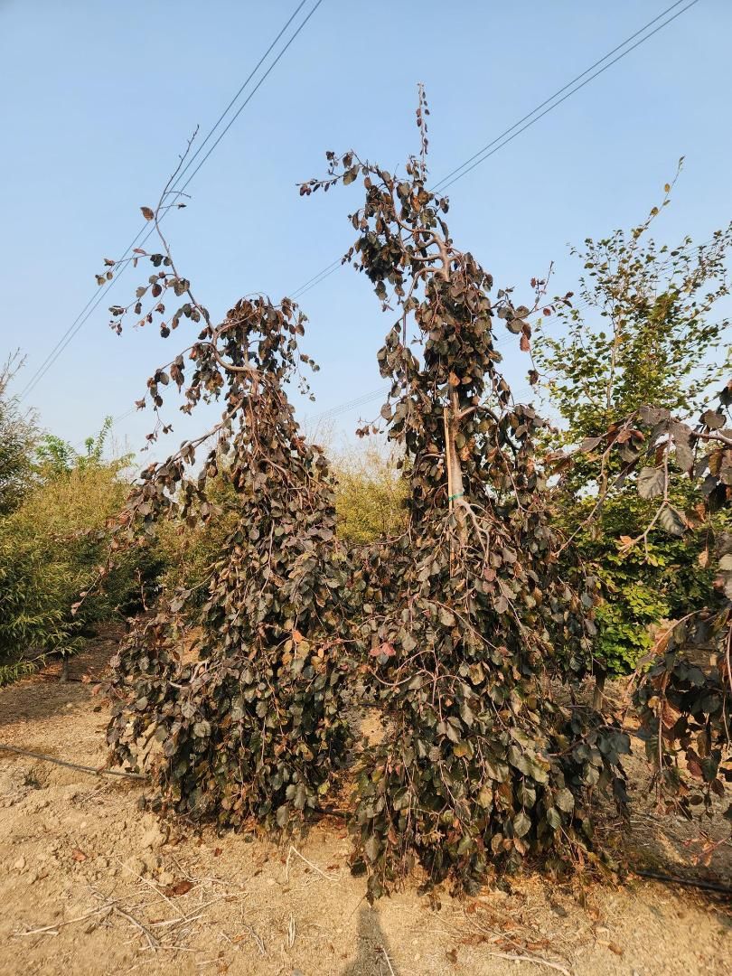 Tall dry shrubs with brown leaves in a dusty field under a clear sky, with power lines overhead