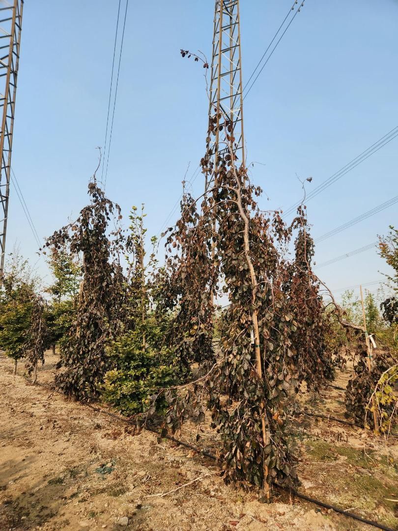 Dry, withered crops on trellises in a sunlit field beside a tall metal tower.